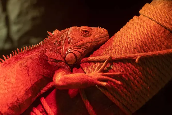 Central Bearded Dragon Lizard Zoo Red Light Lies Branch Stock Photo