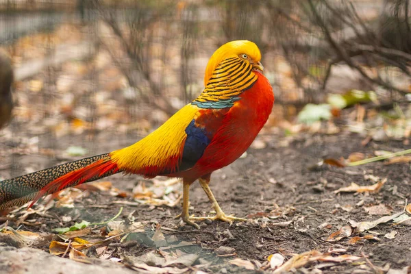Sonbahar günü yerde altın sülün, yakın çekim..