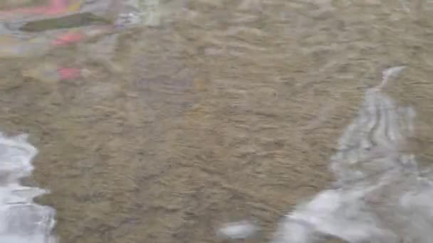 用清澈的水覆盖小河底部的厚厚的海藻 闭合在一起 — 图库视频影像