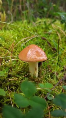 Yeşil yosunlu orman zemininde büyüyen parlak kahverengi şapkalı küçük mantar..