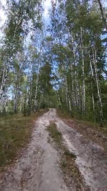 Kumlu orman yolu mavi gökyüzünün altındaki huş ağaçlarının arasından geçiyor..