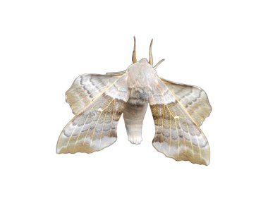 Poplar şahin güvesi (Laothoe populi) desenli kanatlarla izole edilmiştir..