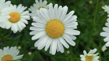 Güzel beyaz ve sarı bir papatya, bulanık papatyalar ve yeşil yaprakların arasında keskin bir odak noktasındadır. Dolly-out yakın çekim geniş çekim, üst görünüm.
