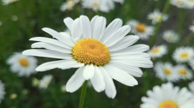 Yumuşak odaklı yeşil arka planı olan canlı beyaz ve sarı bir papatya..
