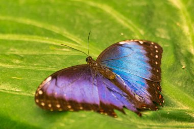 Morpho kelebeği, açık kanatlı, yeşil bir yaprak üzerinde