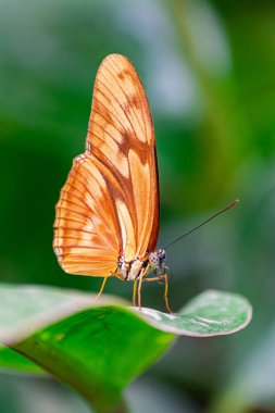 Julia Heliconian Kelebeği, (Dryas iulia), yeşil yapraklı, yeşil bitki örtüsü arka planlı, kapalı kanatlarıyla
