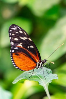  Tarricina uzun kanatlı kelebek, (Tithorea tarricina), yeşil yapraklı, yeşil bitki örtüsü arka planlı, kapalı kanatlı