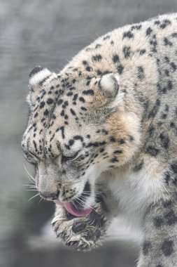 Kar leoparı, (Panthera uncia), pençesini yalıyor, zamanı temizliyor.