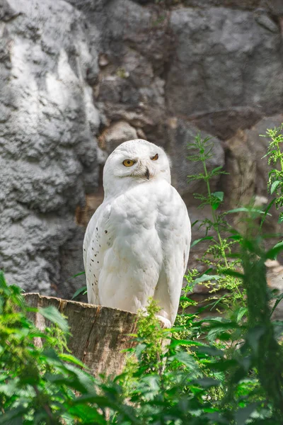 Male Snowy Owl Bubo Scandiacus Sitting Wooden Log Looking You — Stock Photo, Image