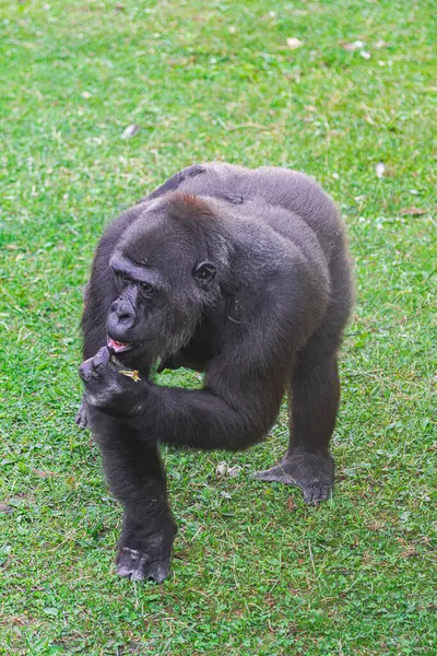 Female Western Lowland Gorilla Gorilla Gorilla Gorilla Walking Green Grass — Stock Photo, Image