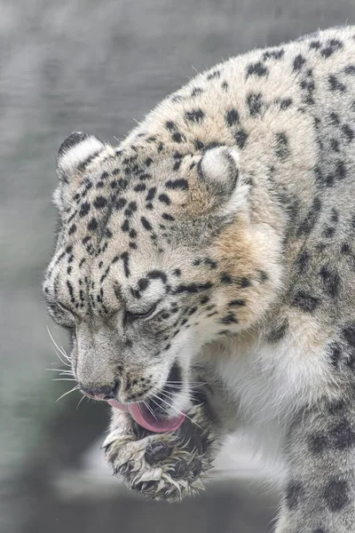 Snow Leopard Panthera Uncia Lamiendo Pata Tiempo Limpieza — Foto de Stock