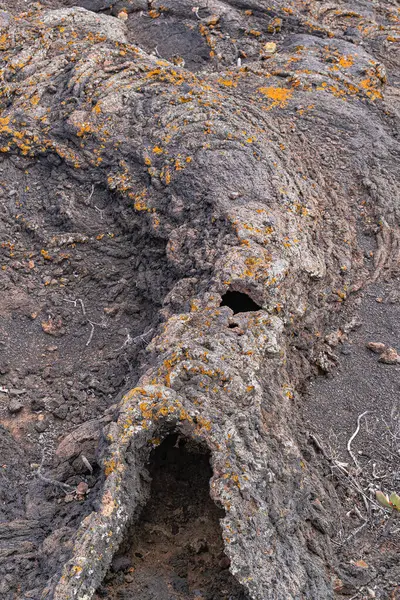 Petit Tube Lave Avec Trous Lichens Dans Île Hierro Les — Photo