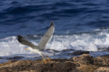 Sarı bacaklı martı (Larus cachinnans atlantis), Tenerife, Kanarya Adaları 'nda, okyanus dalgaları arka planında, volkanik kayalardan uçar.