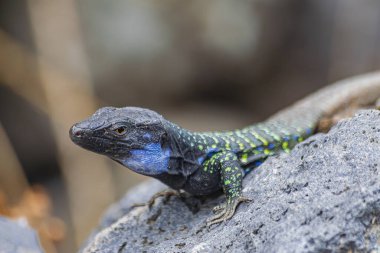  (Gallotia galloti eisentrauti), Kanarya Adaları, İspanya