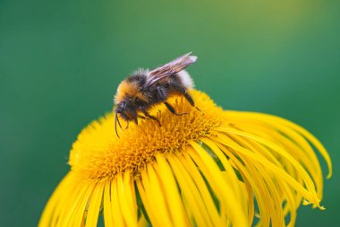 Bumblebee polenleme elektroampan çiçeği, yakın görüş