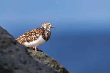Güneş ışığı ve Atlantik okyanus arka planı, Tenerife, Kanarya adaları ile birlikte volkanik kayaların üzerinde duran tüysüz tüyleri (Arenaria) yorumlar.