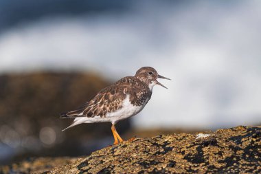 Ruddy turnstone, (Arenaria yorumu), tüysüz, açık gagalı cıvıldayan, volkanik kaya, Tenerife, Kanarya adaları üzerinde duran