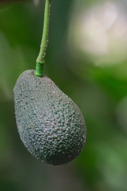 hass avokado, (persea americana), bir ağaçta asılı