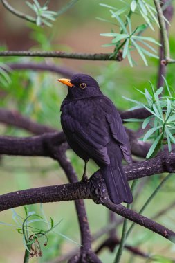 Erkek karatavuk (Turdus merula cabrerae), bitki örtüsü geçmişi olan bir dalda, Tenerife, Kanarya Adaları