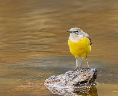  Dişi gri at kuyruğu, (Motacilla cinerea canariensis), Tenerife, Kanarya Adaları 'ndaki bir gölde bir kaya üzerinde