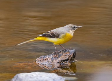  Dişi gri at kuyruğu, (Motacilla cinerea canariensis), Tenerife, Kanarya Adaları 'ndaki bir gölde bir kaya üzerinde