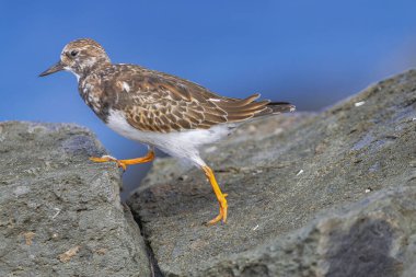 Lanetli dönüm noktası, (Arenaria yorumlar) çiftleşmeyen tüylerle, volkanik kayalarda yürümek Atlantik okyanus arka planı, Tenerife, Kanarya adaları