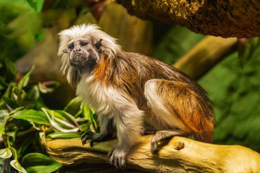 Pamuk kaplama Tamarin, (Saguinus oedipus), bir sandık üzerinde, bitki örtüsüyle çevrili.