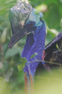 southern cassowary, (Casuarius casuarius), vertical head portrait camouflaged among the dense vegetation clipart