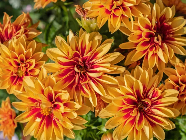 Dwarf Dahlia Dahlietta Surprise Flowers Bloom Summer Herbaceous Perennial Plants — Stock Photo, Image