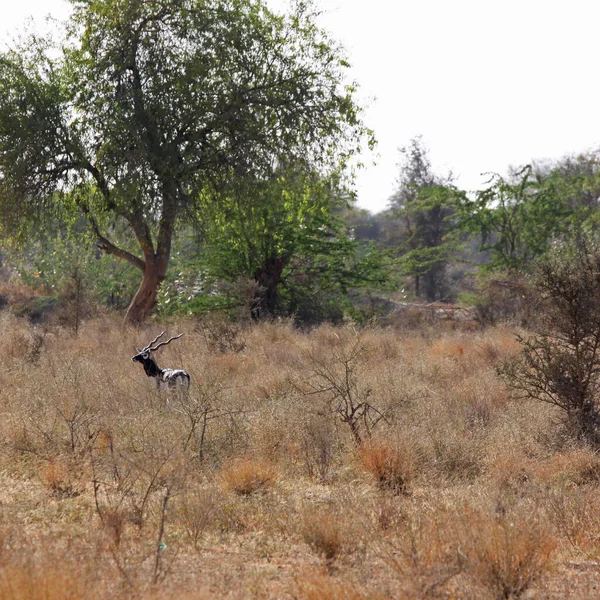 Eine Männliche Blackbock Antilope Antelope Cervicapra Die Indien Beheimatet Ist — Stockfoto