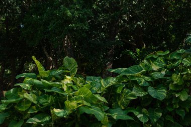 Meksika Karayiplerinde Maya yağmur ormanları