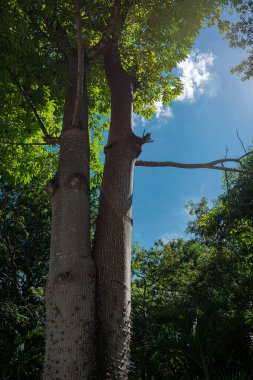 Meksika Karayiplerinde Maya yağmur ormanları