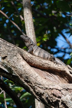 Tropikal bir ağacın dalında dinlenen iguana.