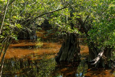 Meksika 'daki Karayip ormanında tropik bataklık