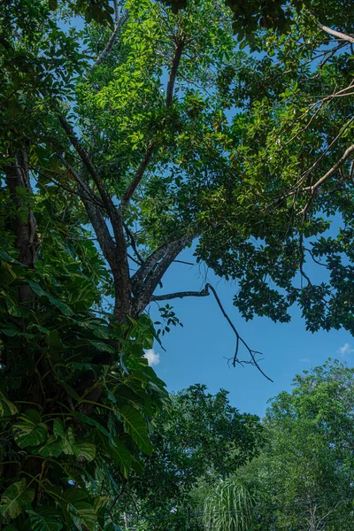 Маянський Тропічний Ліс Мексиканському Каріббові — стокове фото