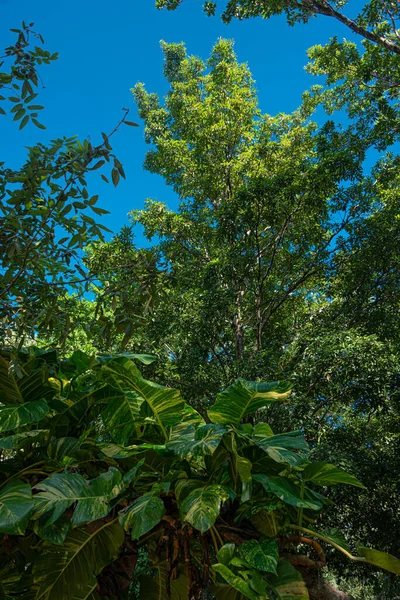 Маянський Тропічний Ліс Мексиканському Каріббові — стокове фото
