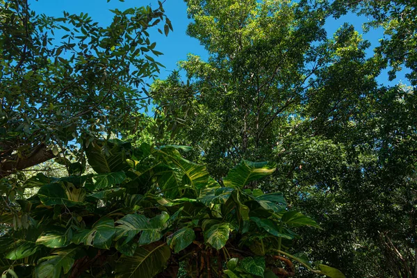 Дождевые Леса Майя Мексиканских Карибах — стоковое фото