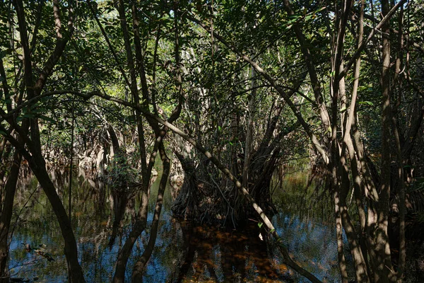 Тропические Болота Карибских Джунглях Мексике — стоковое фото