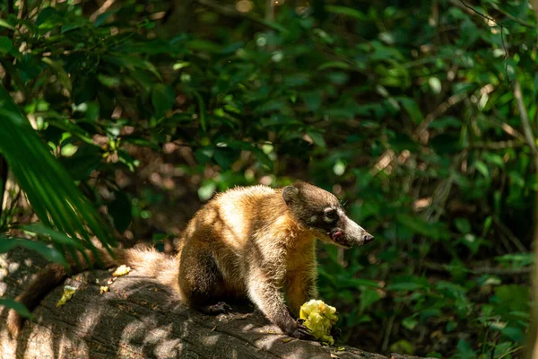 Coati Dans Forêt Tropicale Des Caraïbes Mexique — Photo
