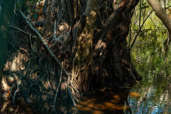 Tropické Bažiny Karibské Džungli Mexiku — Stock fotografie