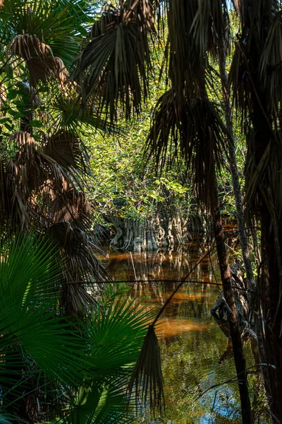 Tropické Bažiny Karibské Džungli Mexiku — Stock fotografie