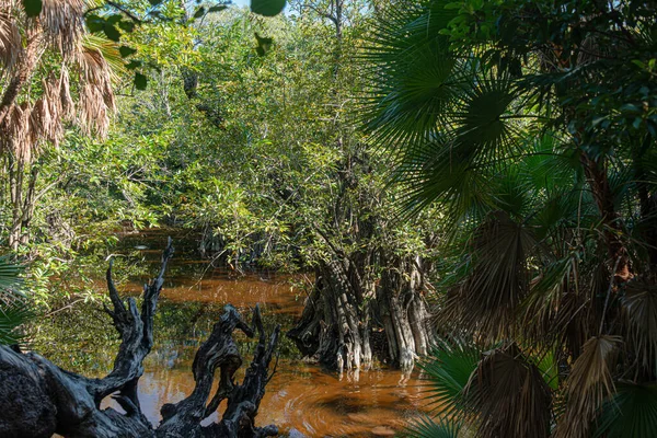 Tropikalne Bagna Karaibskiej Dżungli Meksyku — Zdjęcie stockowe