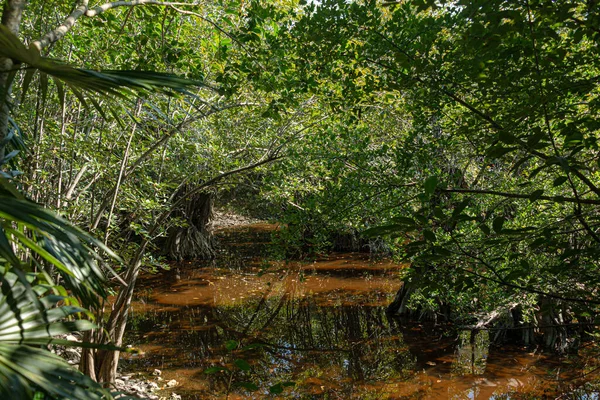 Tropischer Sumpf Karibischen Dschungel Von Mexiko — Stockfoto