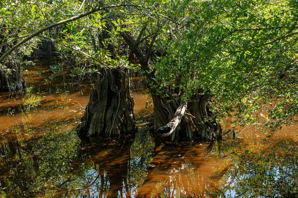 Pântano Tropical Selva Caribenha México — Fotografia de Stock