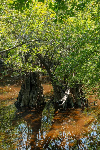 Tropischer Sumpf Karibischen Dschungel Von Mexiko — Stockfoto