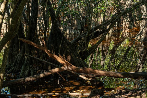Τροπικός Βάλτος Στη Ζούγκλα Της Καραϊβικής Στο Μεξικό — Φωτογραφία Αρχείου