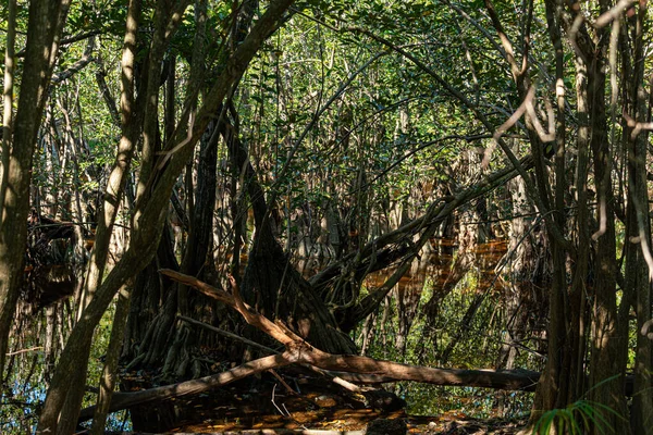 Тропічне Болото Джунглях Мексиці — стокове фото