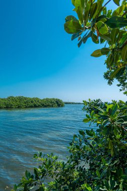 Tajamar iskelesindeki Mangrove bölgesi, Cancun, Meksika