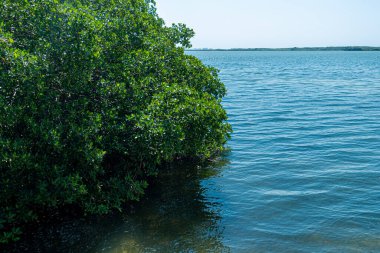 Tajamar iskelesindeki Mangrove bölgesi, Cancun, Meksika