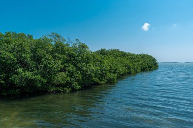 Tajamar iskelesindeki Mangrove bölgesi, Cancun, Meksika